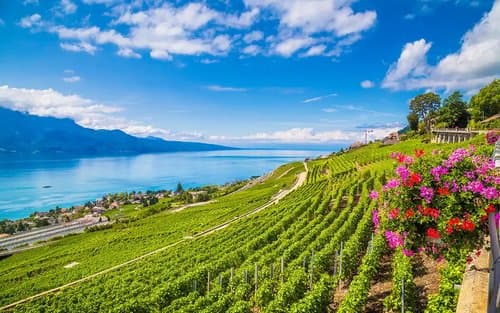 Vignes de Bourg-en-Lavaux avec vue sur le lac Léman
